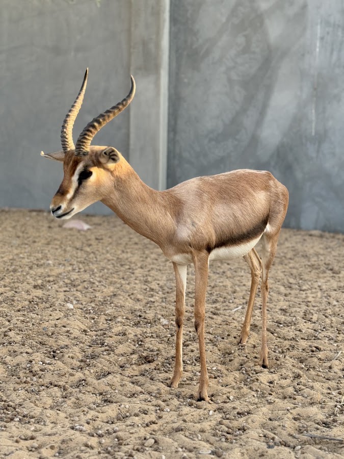 RASHID AMER ALSAADI FARM