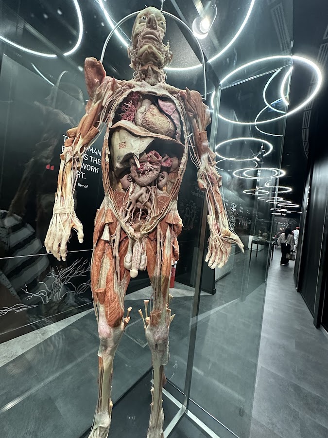 Body Museum