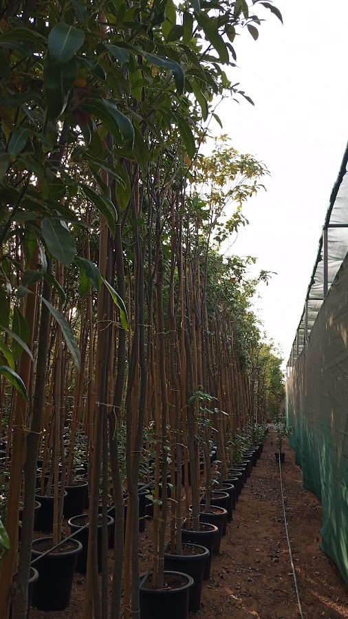 Al Wahat Nursery & Landscaping