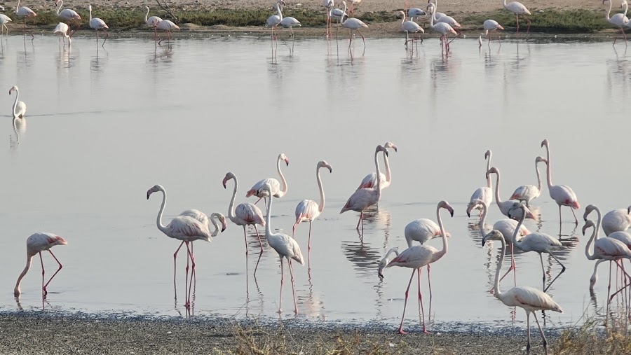 AL WATHBA WETLAND