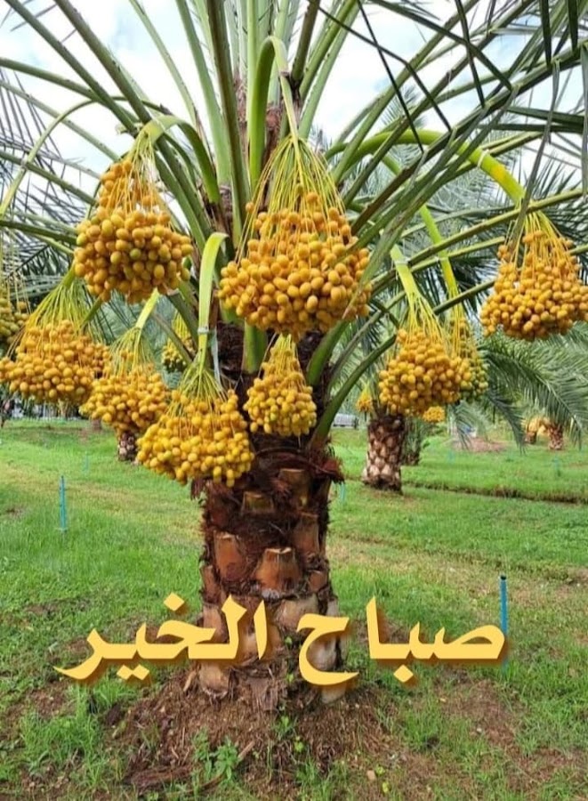 Arafat hossen