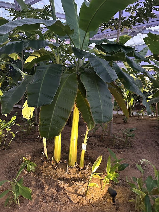 Al Samhah Greenhouse
