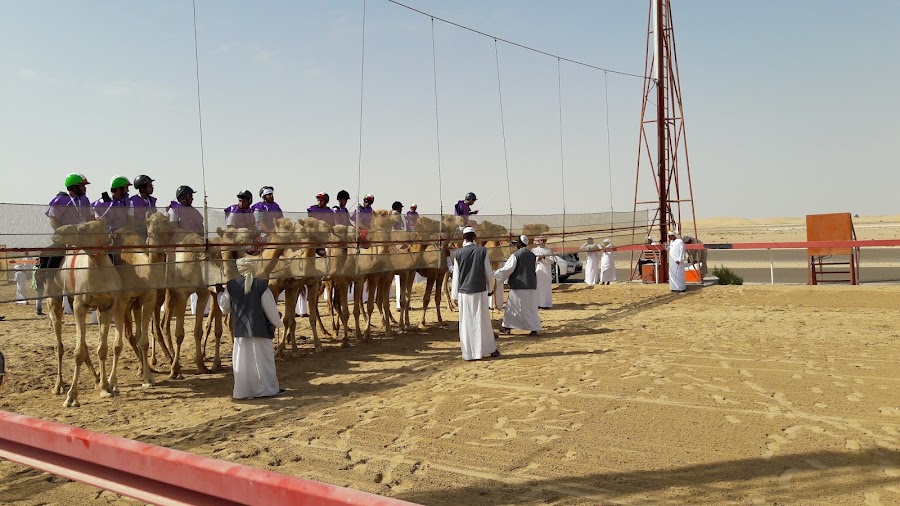Sweihan Camel Race