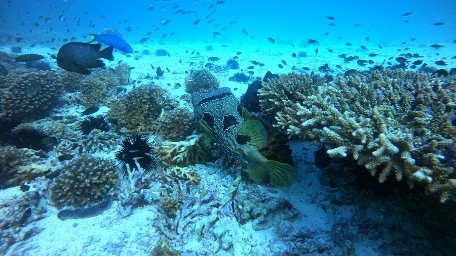 Premiers for Equipment - Scuba Diving - الأوائل للمعدات (معدات غطس)