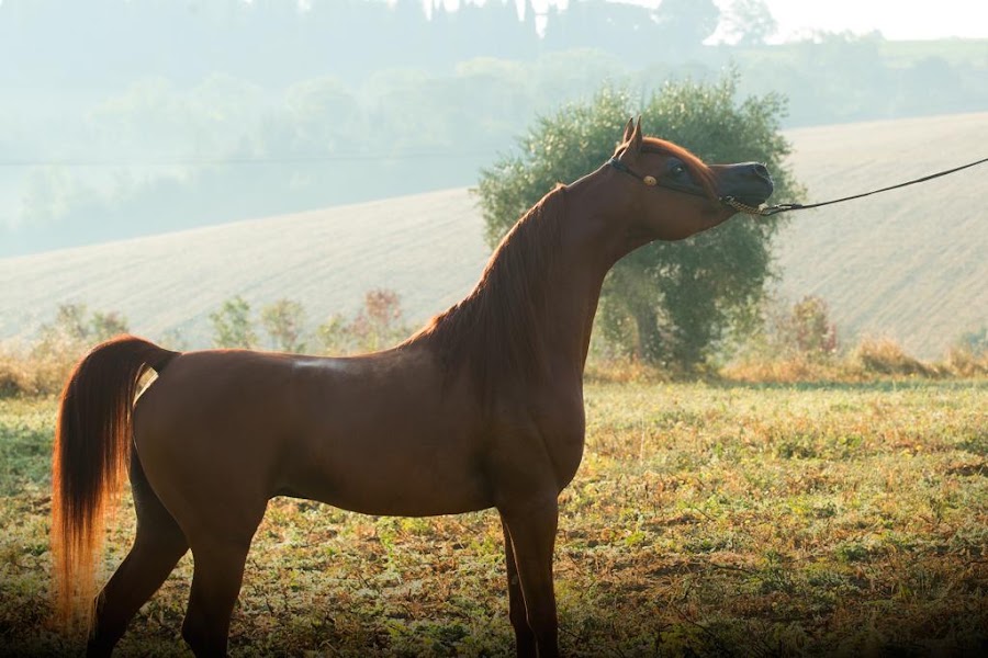 مربط المزروعي | ALMAZROUEI STUD