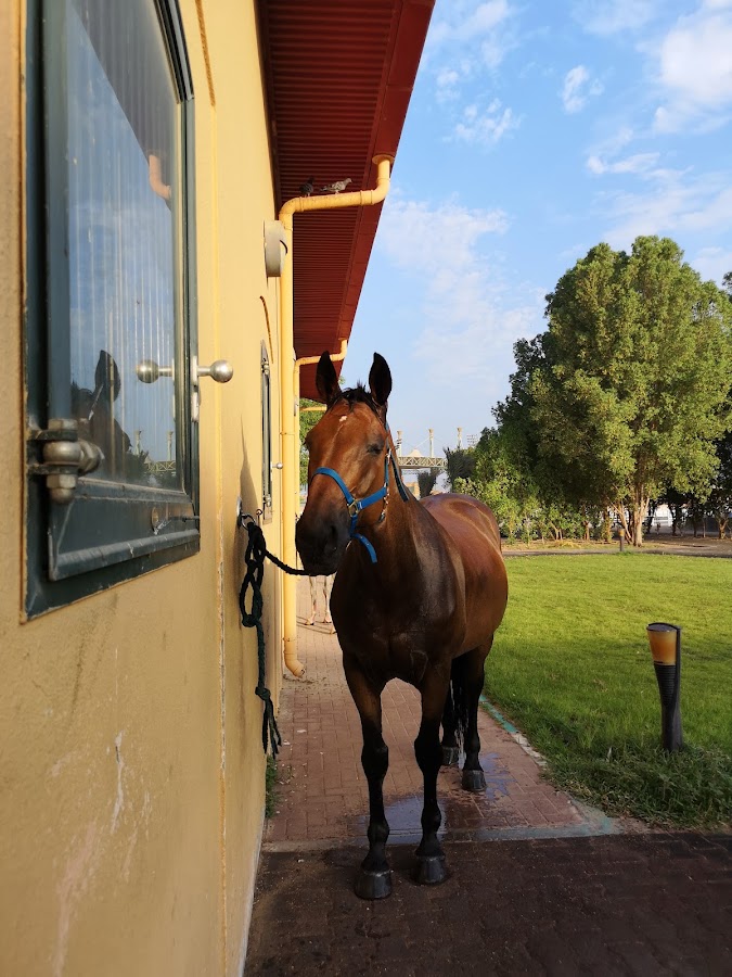 Horse Stables In Palm Resort