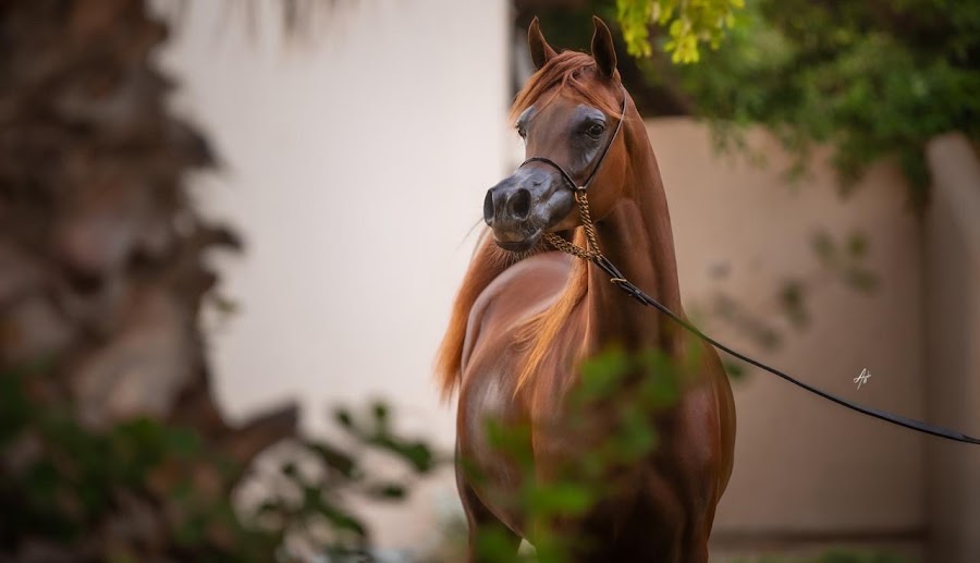 Al Firas Stud