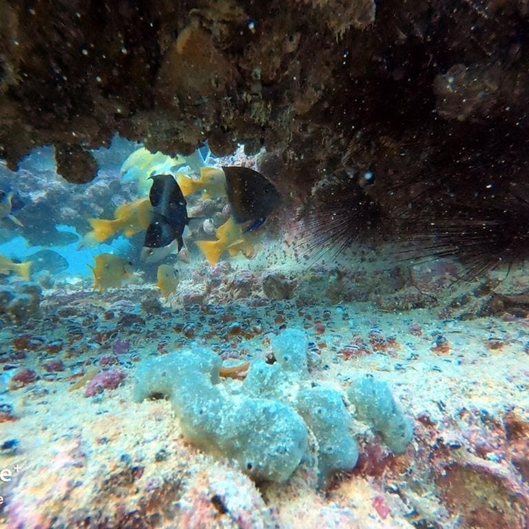Ocean Dive Center